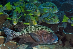 Plectorhinchus chaetodonoides, Plectorhinchus polytaenia