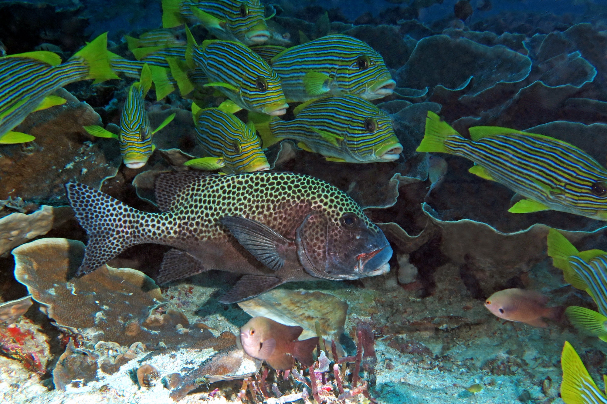 Plectorhinchus chaetodonoides, Plectorhinchus polytaenia