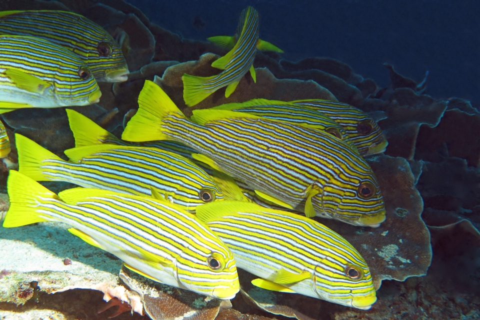 Plectorhinchus polytaenia