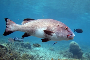 Plectorhinchus albovittatus