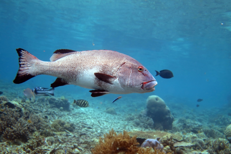 Plectorhinchus albovittatus
