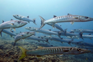 Sphyraena qénie, Sphyraena jello