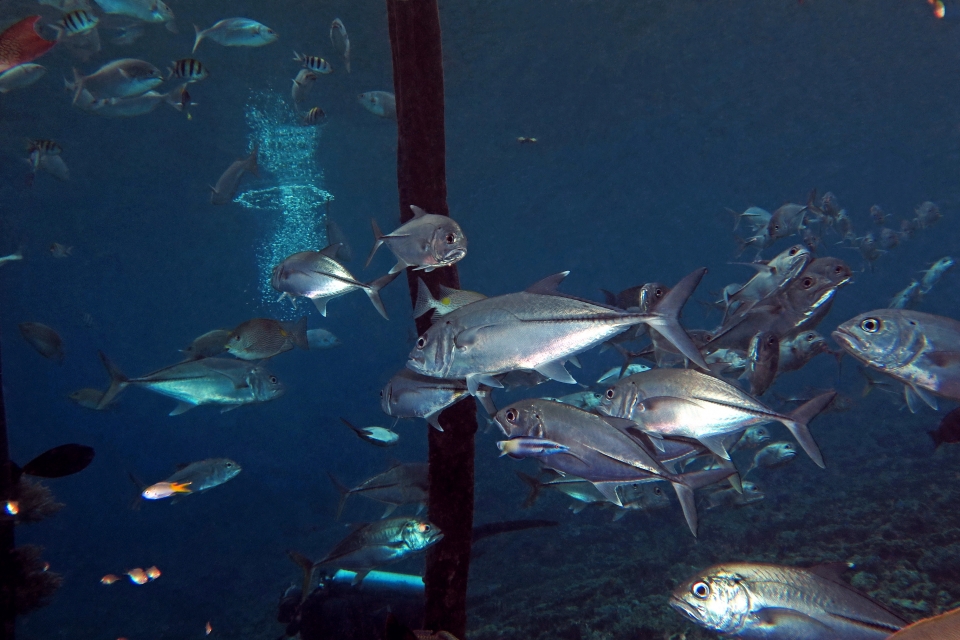 Caranx sexfasciatus, Labroides bicolor