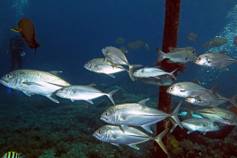 Caranx sexfasciatus, Monotaxis grandoculis