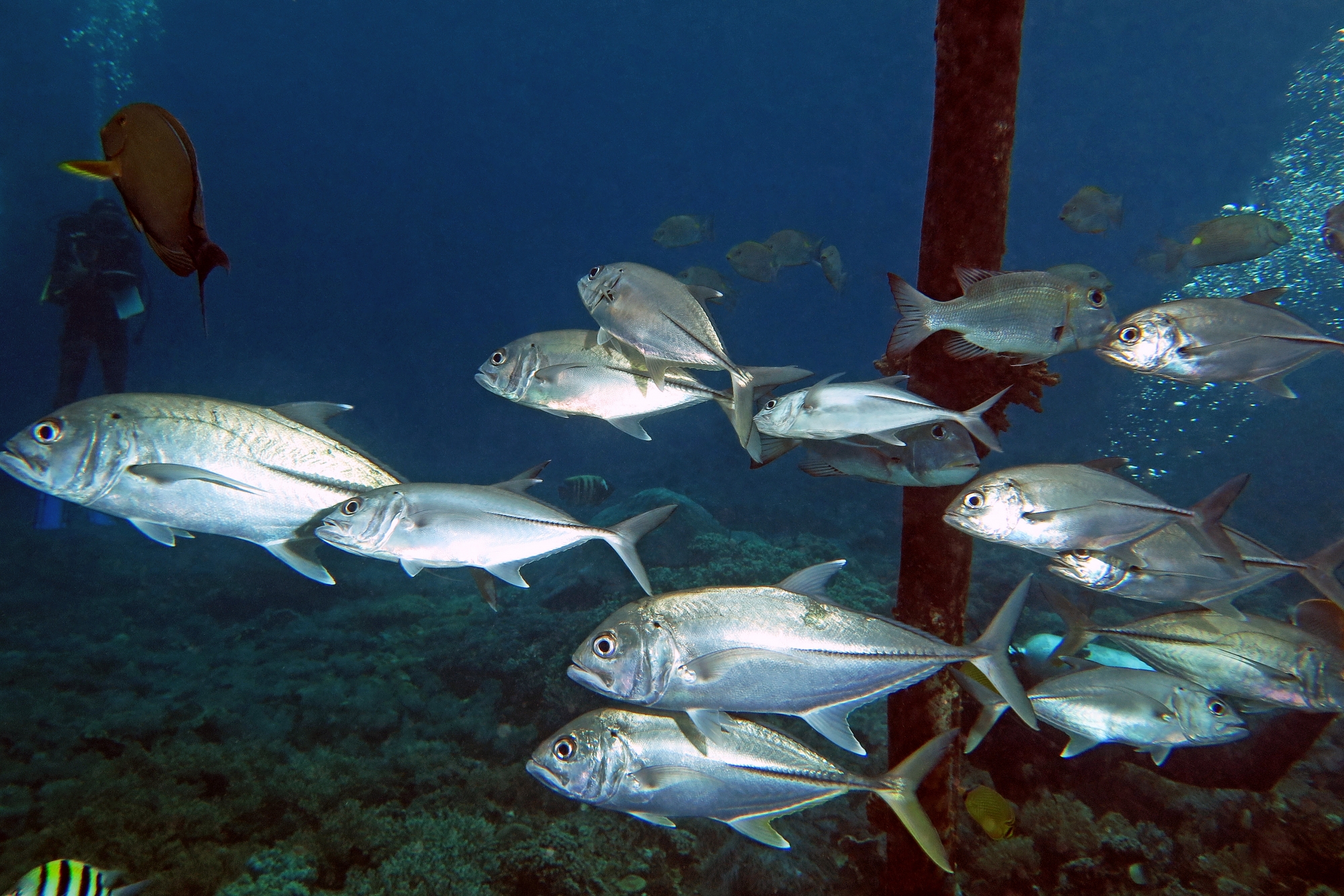 Caranx sexfasciatus, Monotaxis grandoculis