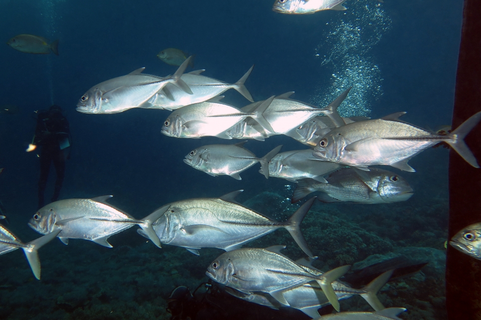 Caranx sexfasciatus, Monotaxis grandoculis