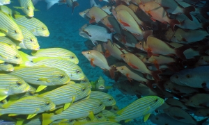 Plectorhinchus polytaenia, Lutjanus gibbus, Lutjanus bohar, Monotaxis grandoculis