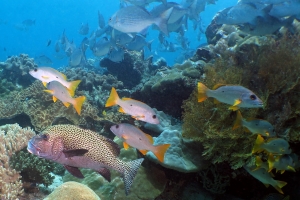 Plectorhinchus chaetodonoides, Lutjanus monostigma, Kyphosus vaigiensis