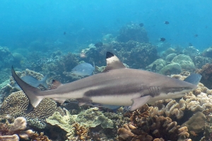 Carcharhinus melanopterus, Echeneis naucrates