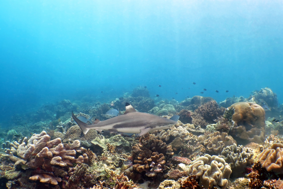 Carcharhinus melanopterus, Echeneis naucrates