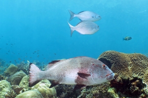 Plectorhinchus albovittatus, Kyphosus vaigiensis