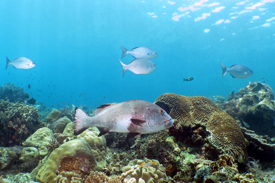 Plectorhinchus albovittatus, Kyphosus vaigiensis