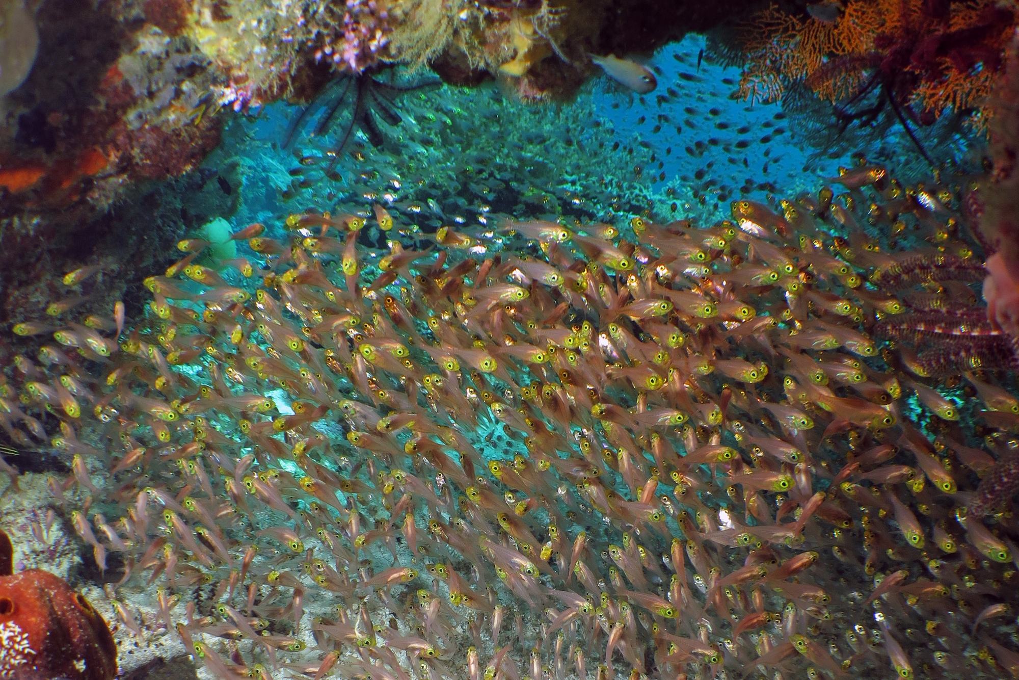 Parapriacanthus ransonneti