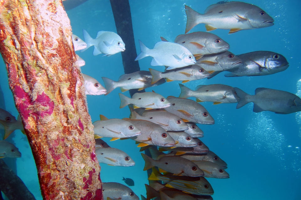 Lutjanus monostigma, Kyphosus vaigiensis, Monotaxis grandoculis