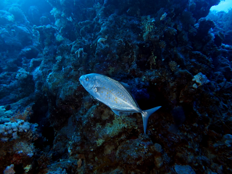Carangoides bajad
