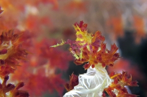 Hoplophrys oatesii, Dendronephthya sp.