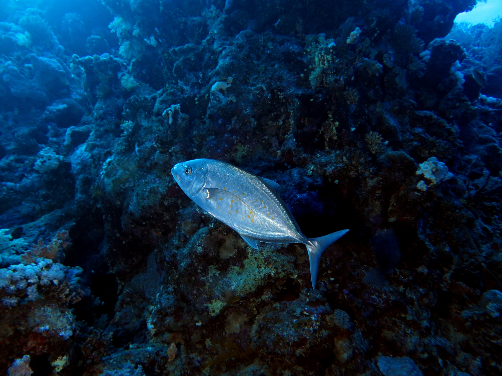 Carangoides bajad