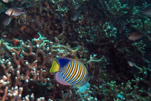 Pygoplites diacanthus, Chromis ternatensis