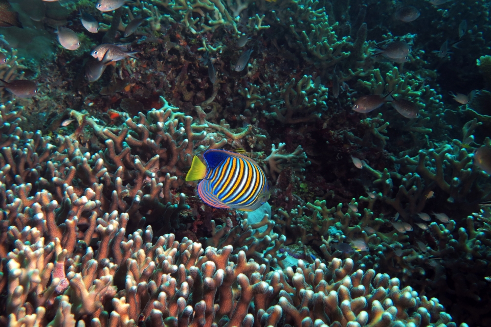 Pygoplites diacanthus, Chromis ternatensis