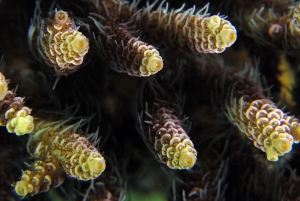 Acropora sp.