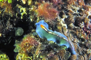 Pseudoceros bifurcus, Chalinula nematifera (à confirmer)