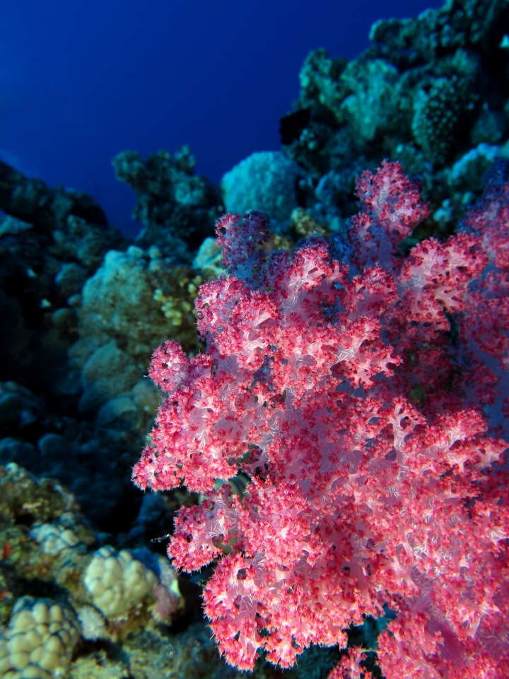 Dendronephthya sp.