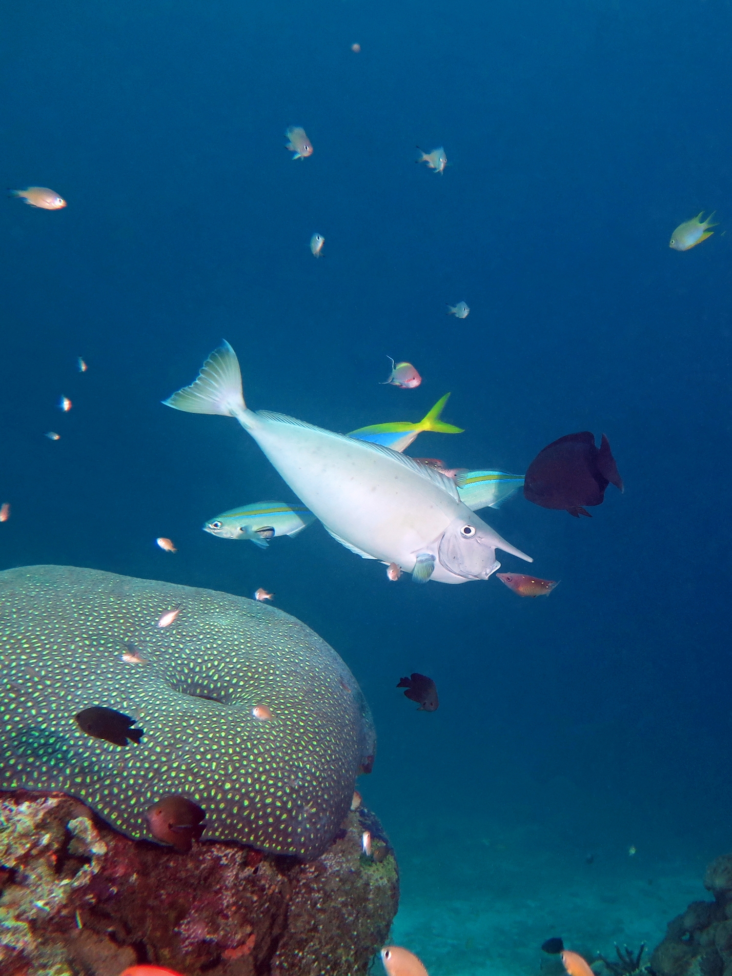 Naso brevirostris, Caesio caerulaurea, Caesio teres