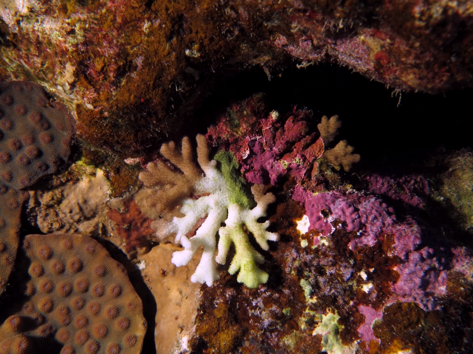 Stylophora sp.