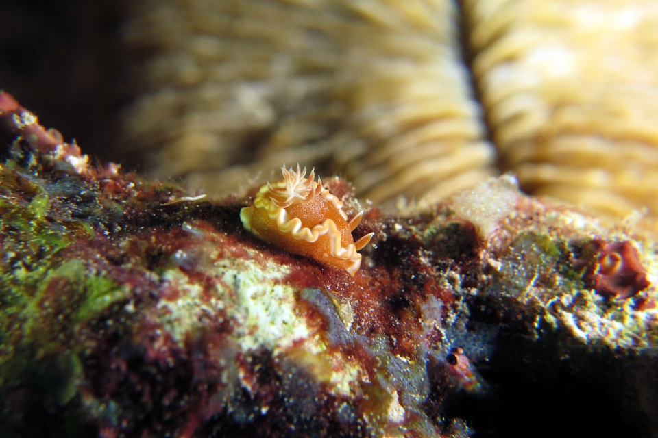 Glossodoris rufomarginata