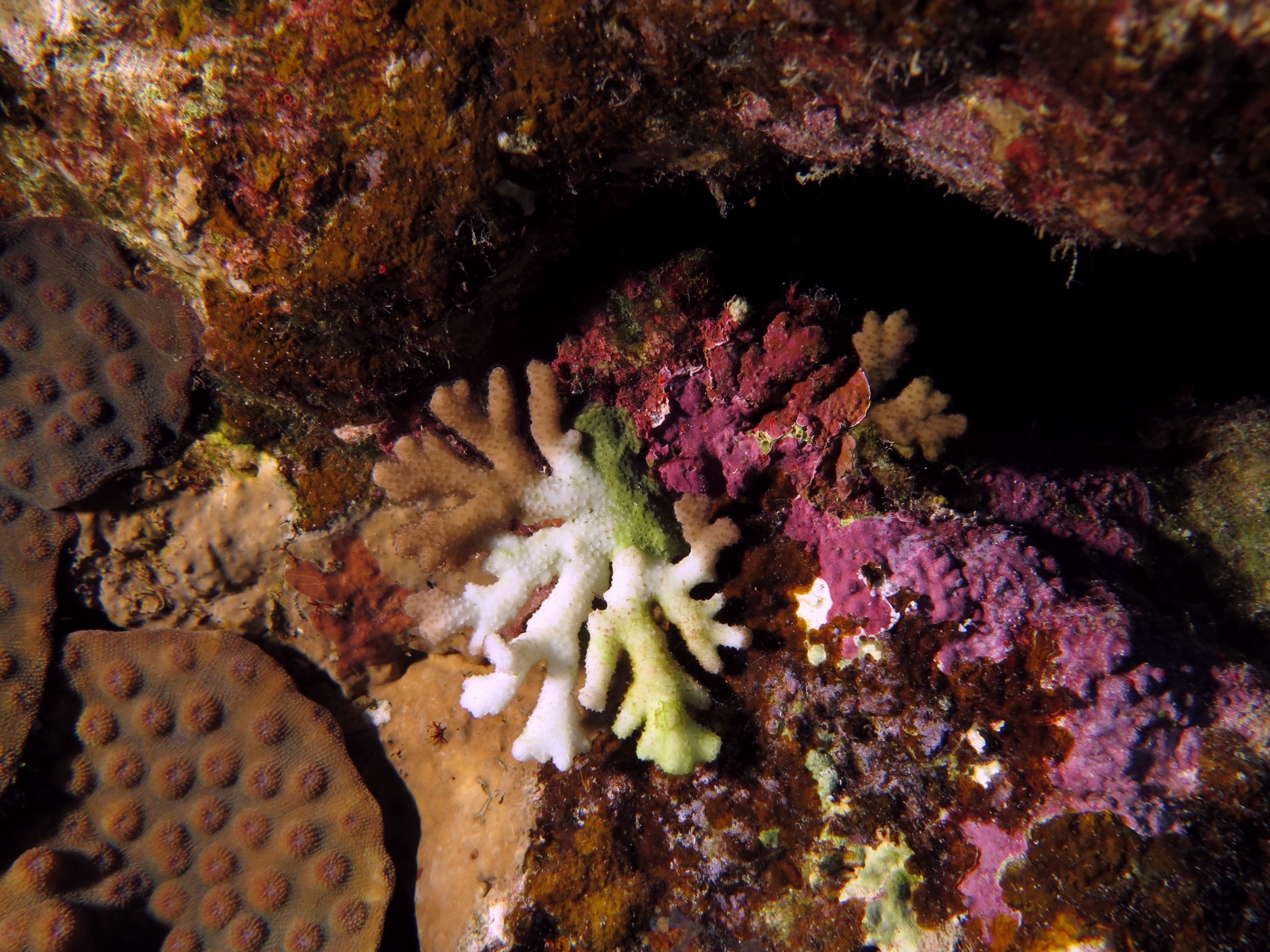 Stylophora sp.