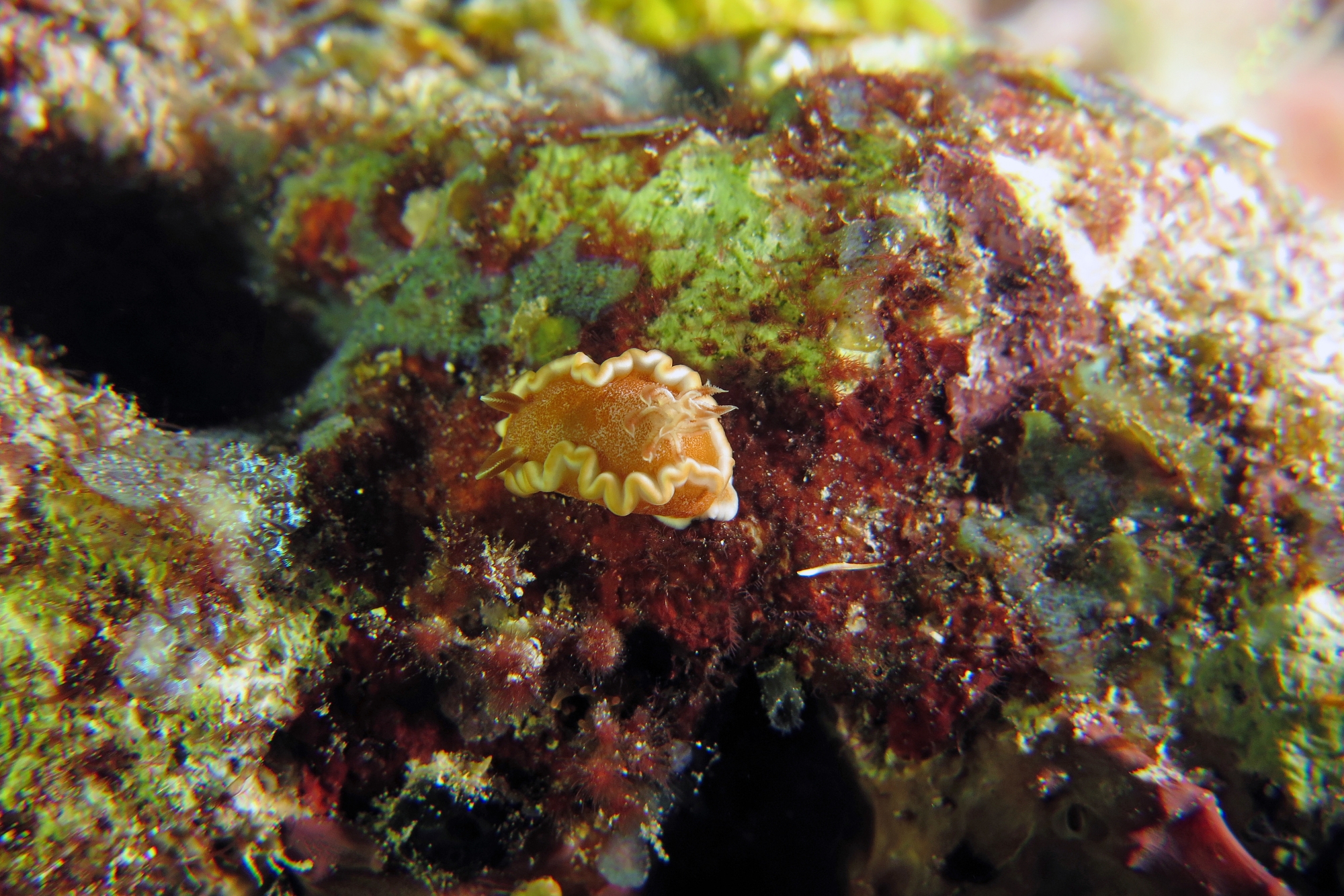 Glossodoris rufomarginata