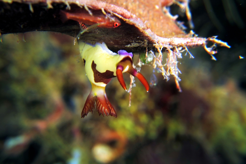 Nembrotha purpureolineata