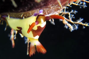 Nembrotha purpureolineata