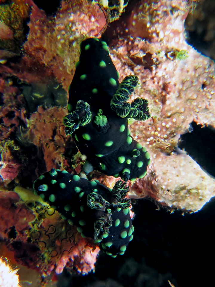 Nembrotha cristata