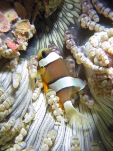 Amphiprion clarkii, Heteractis aurora