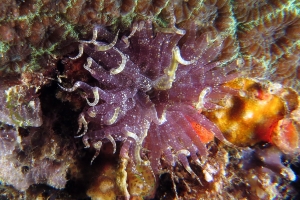 Boloceroides mcmurrichi