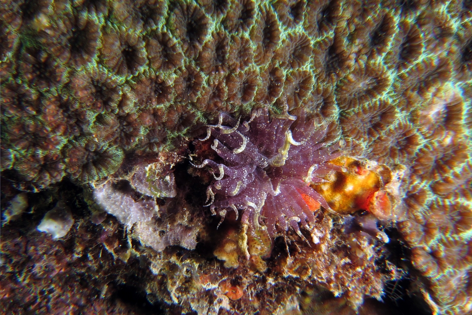 Boloceroides mcmurrichi