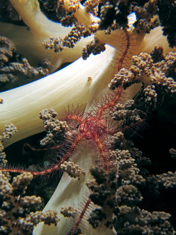 Ophiothrix purpurea