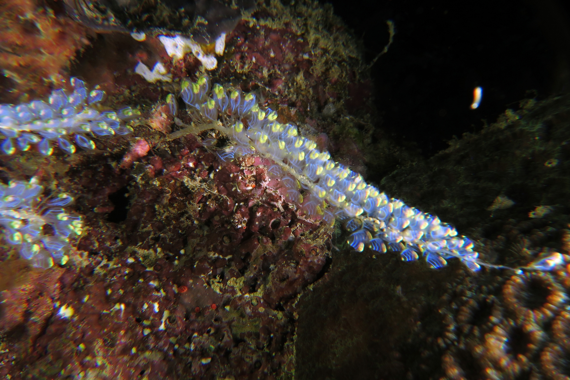 Perophora namei