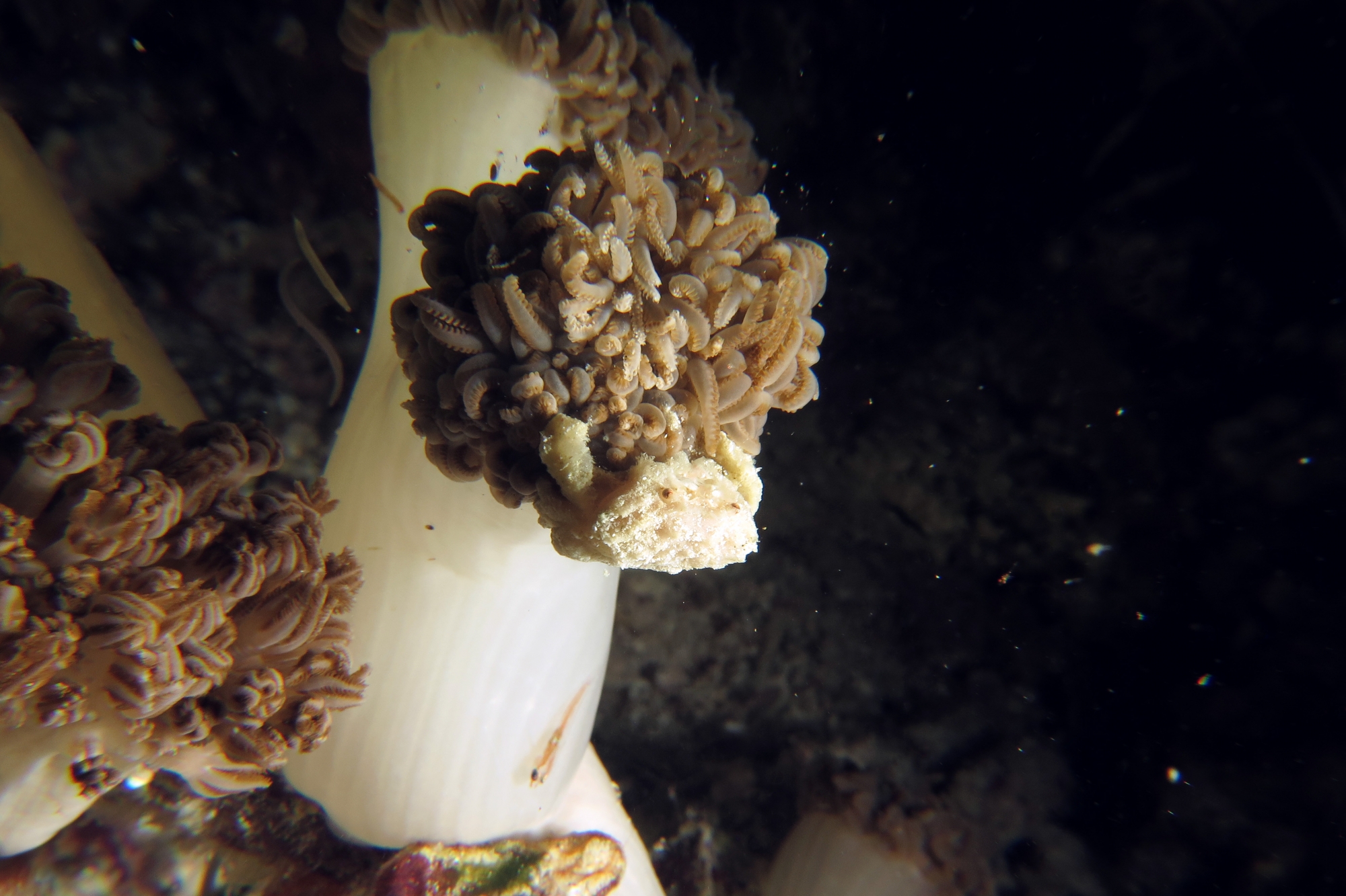 Petit crabe des coraux mous, Xenia ou Heteroxenia