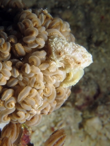 Petit crabe des coraux mous, Xenia ou Heteroxenia