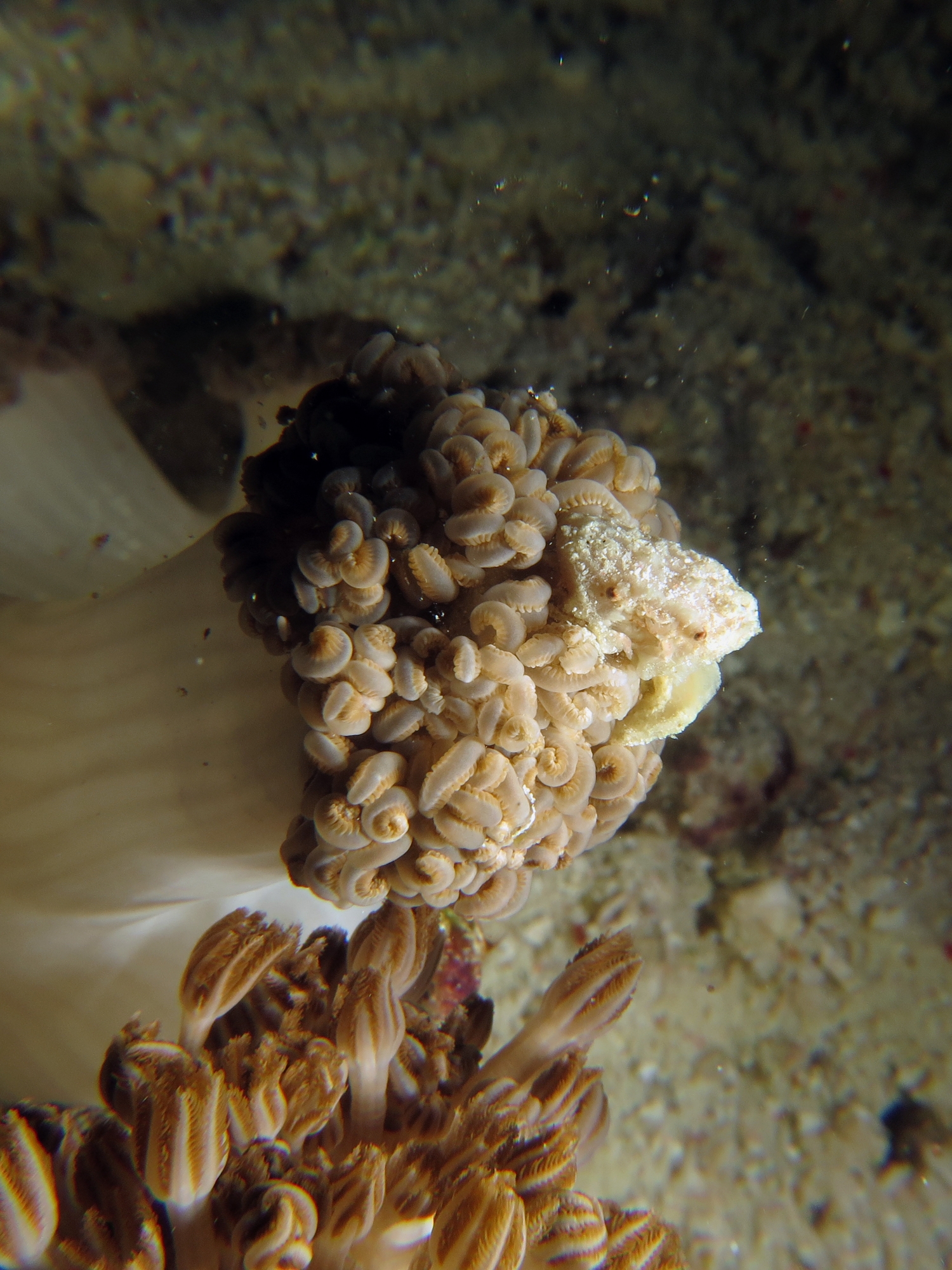 Petit crabe des coraux mous, Xenia ou Heteroxenia