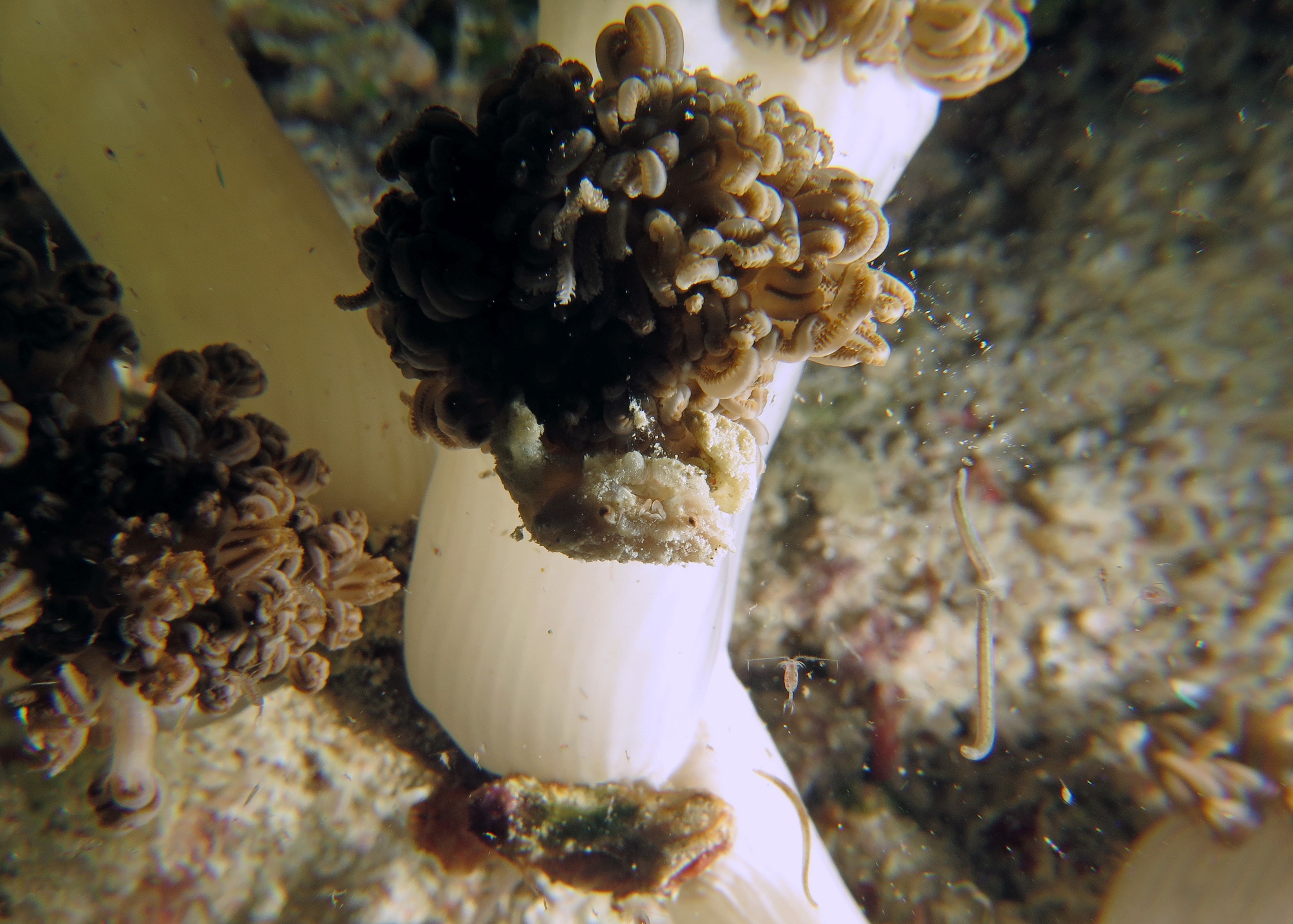 Petit crabe des coraux mous, Xenia ou Heteroxenia