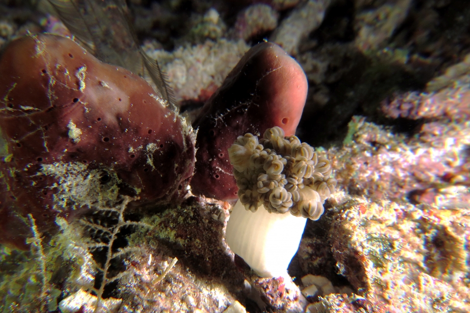 Caphyra sp, Xenia ou Heteroxenia