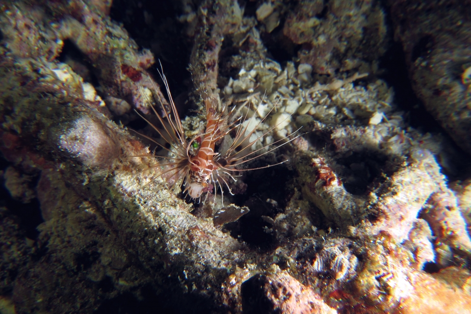 Pterois antennata