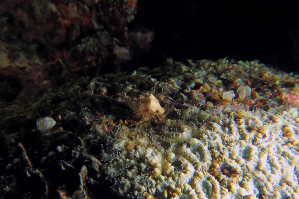 Pagurixus rubrovittatus