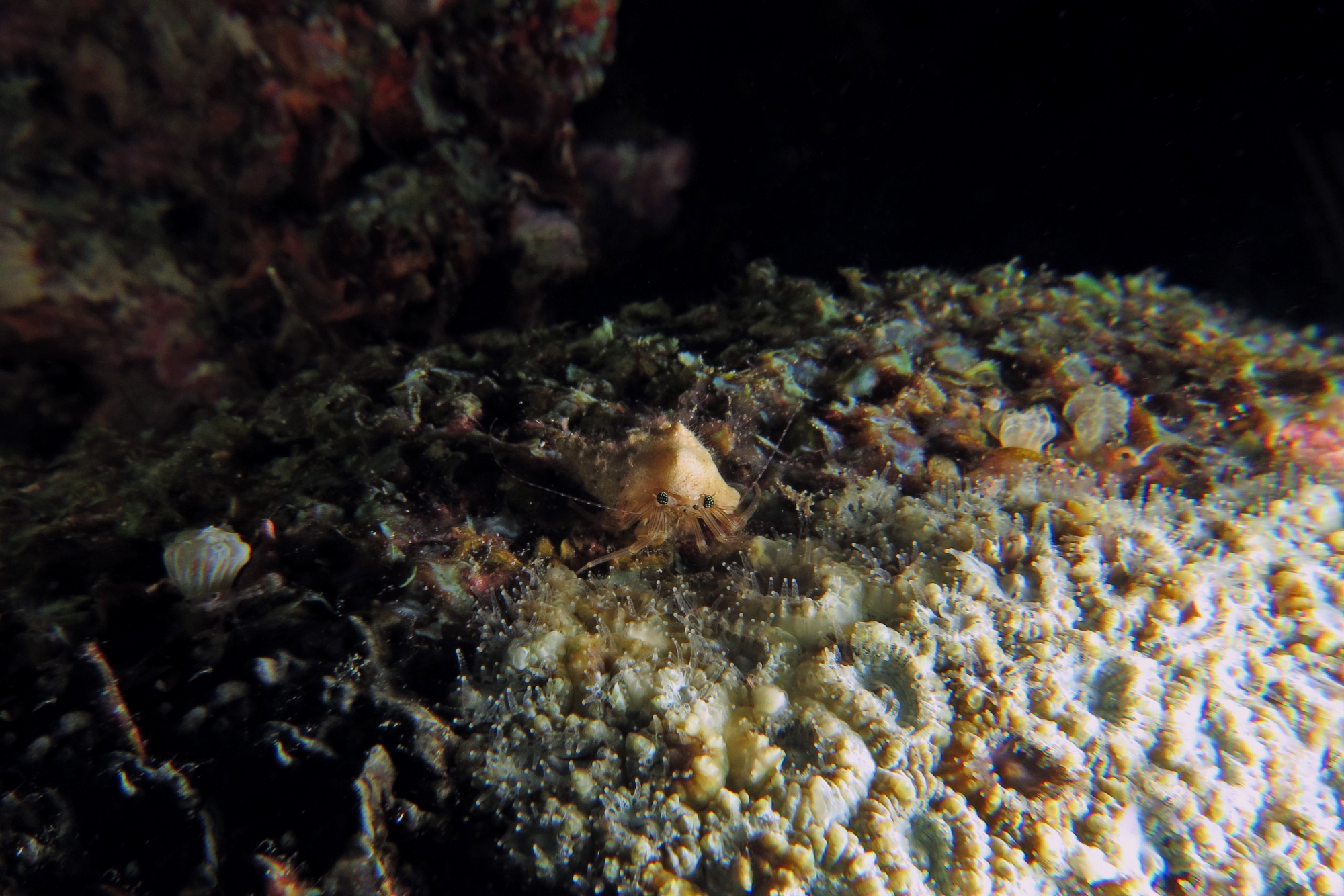 Pagurixus rubrovittatus