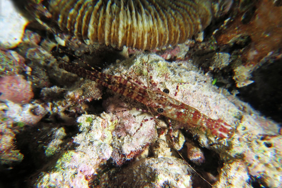Saron marmoratus