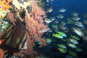 Platax pinnatus, Sargocentron rubrum, Lutjanus quinquelineatus