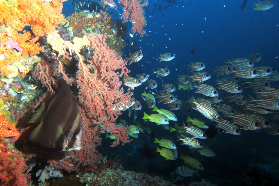 Platax pinnatus, Sargocentron rubrum, Lutjanus quinquelineatus